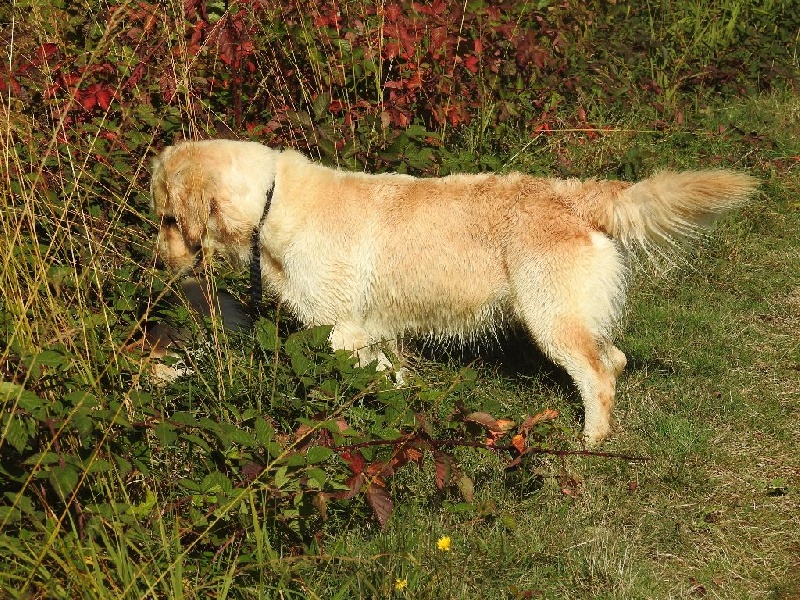 Photo Elevage Des Amours Du Champ Dore Eleveur De Chiens Golden