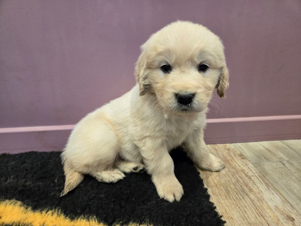 Des Amours Du Champ Dore - Chiot disponible  - Golden Retriever