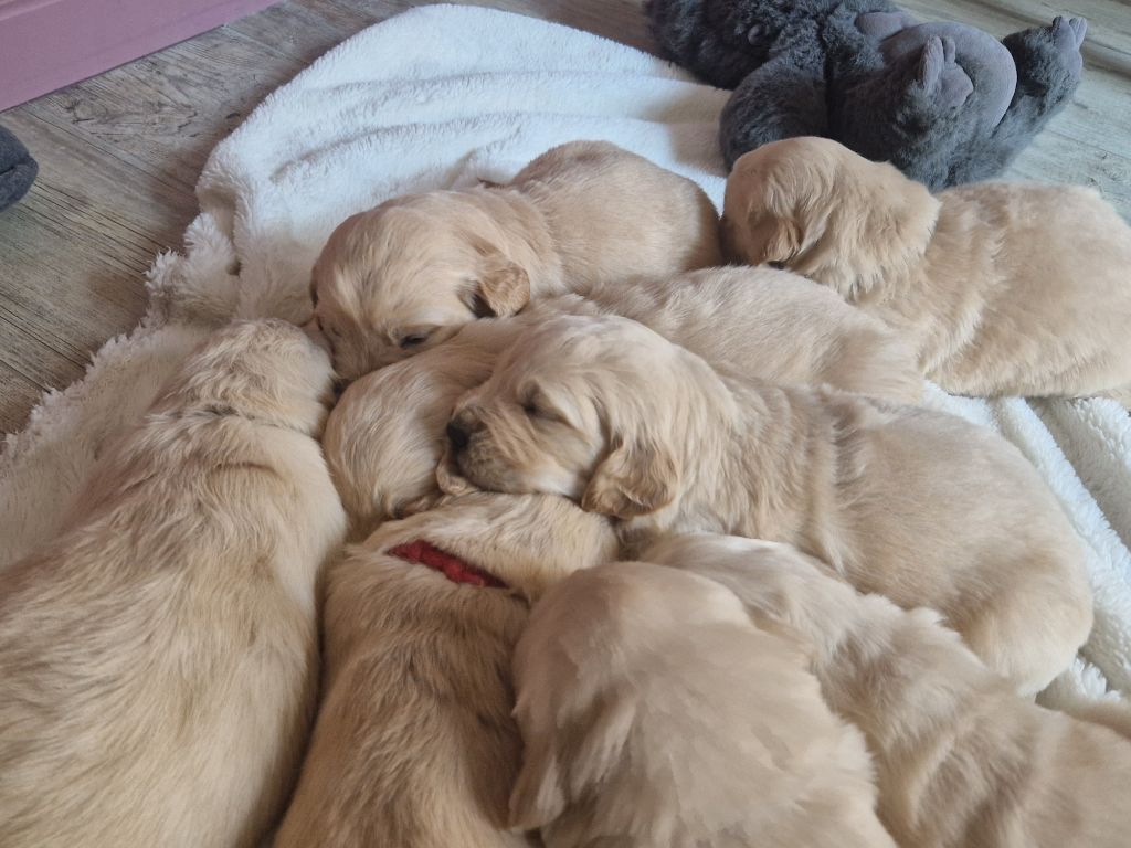 Des Amours Du Champ Dore - Chiot disponible  - Golden Retriever