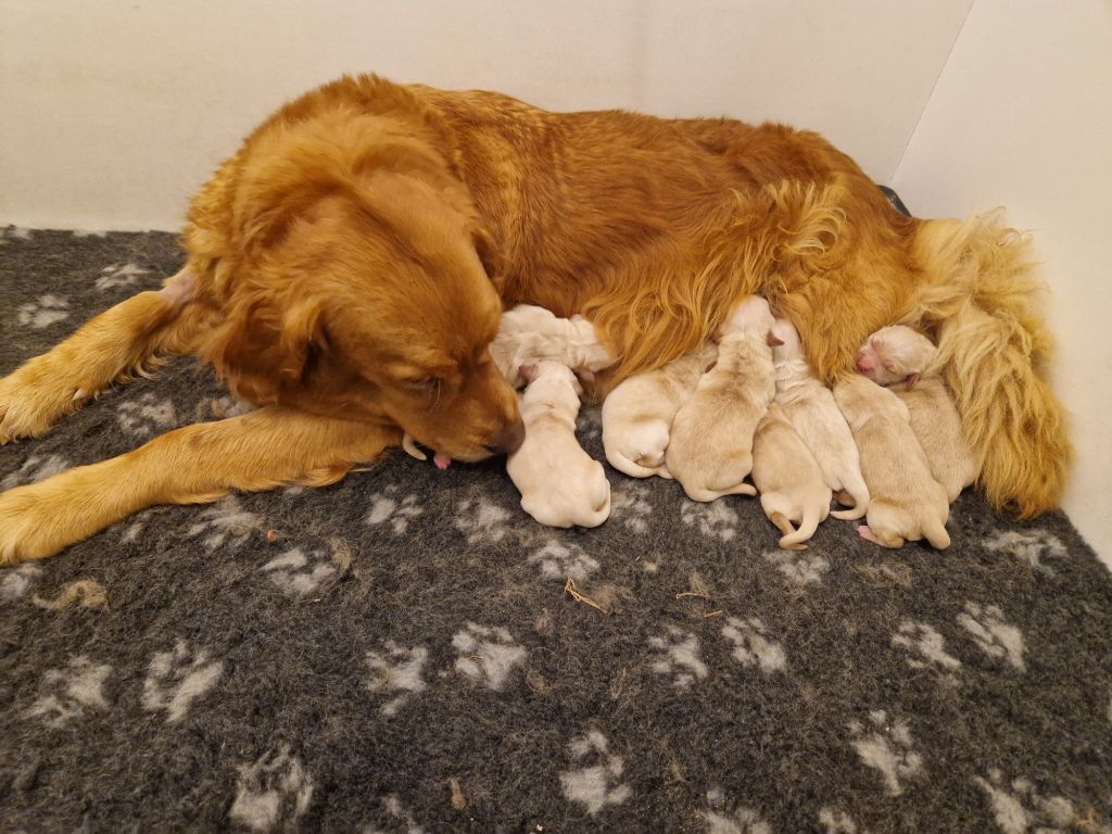 Des Amours Du Champ Dore - Chiot disponible  - Golden Retriever