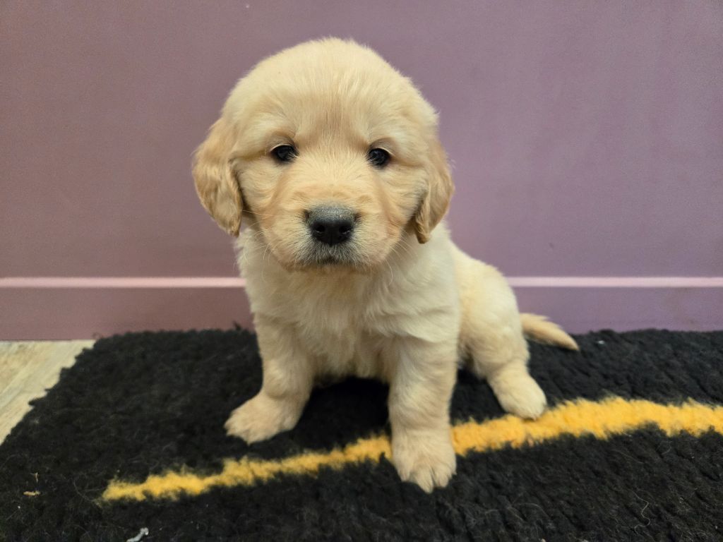 Des Amours Du Champ Dore - Chiot disponible  - Golden Retriever