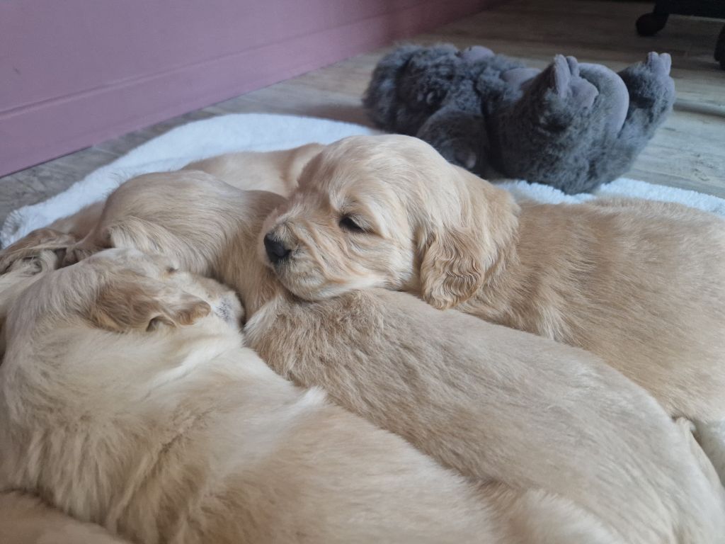 Des Amours Du Champ Dore - Chiot disponible  - Golden Retriever