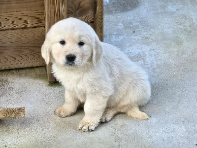 Des Amours Du Champ Dore - Golden Retriever - Portée née le 02/12/2024