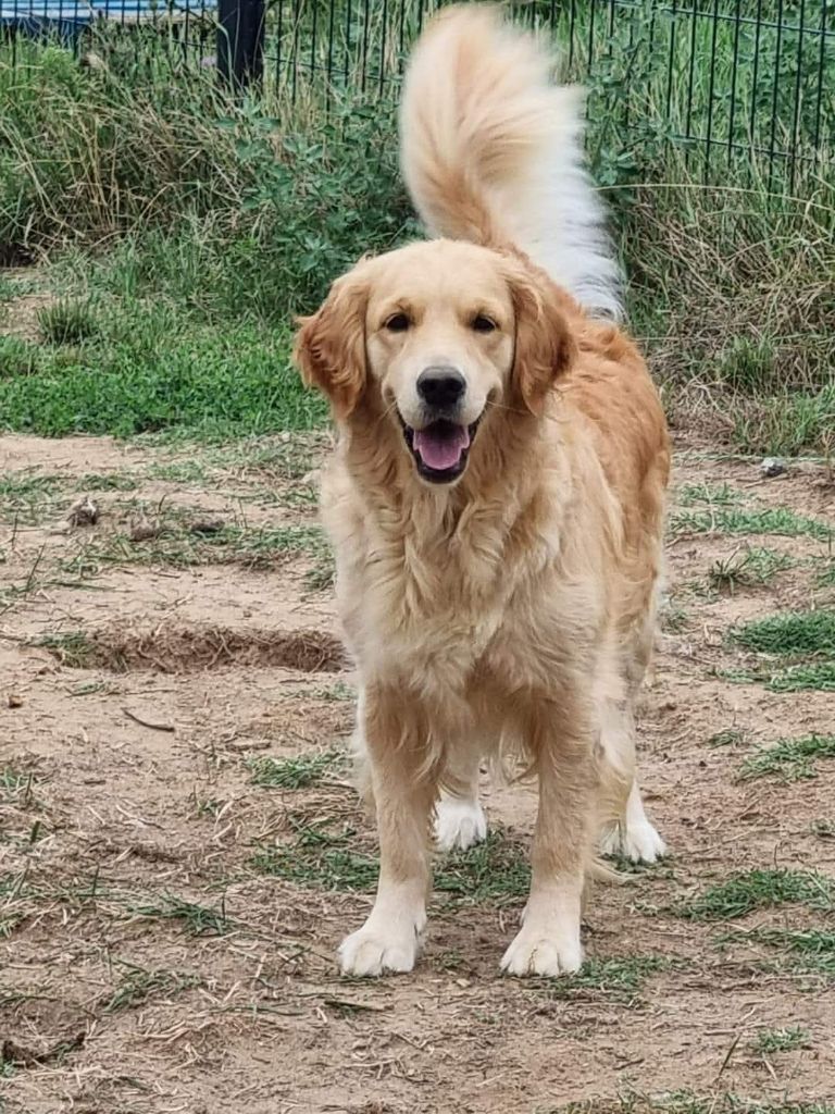 Panama Du Ruisseau De La Groseille