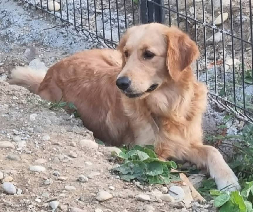 Sidney des amours du champ doré Des Amours Du Champ Dore