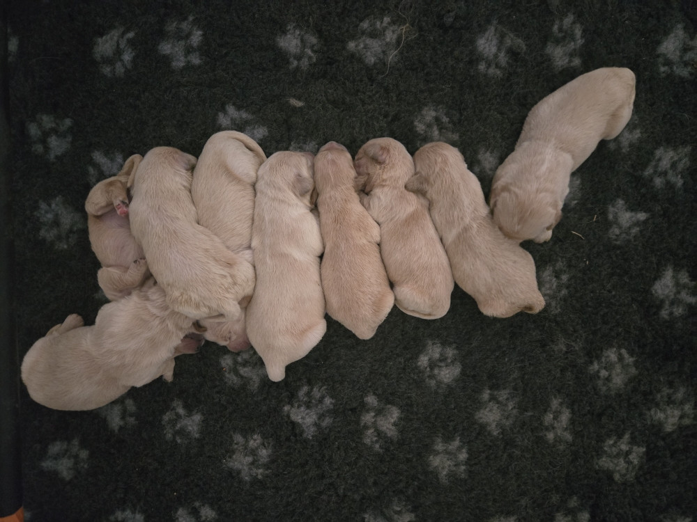 Des Amours Du Champ Dore - Chiots disponibles - Golden Retriever