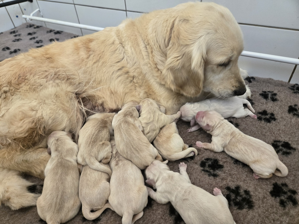 Des Amours Du Champ Dore - Chiots disponibles - Golden Retriever
