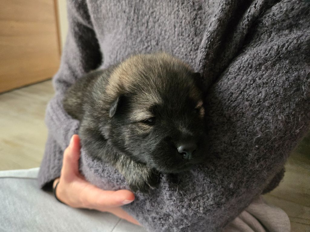Des Amours Du Champ Dore - Eurasier - Portée née le 24/09/2025