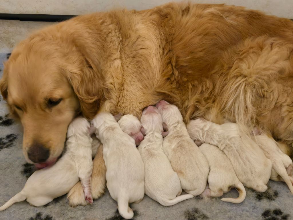 Des Amours Du Champ Dore - Chiots disponibles - Golden Retriever
